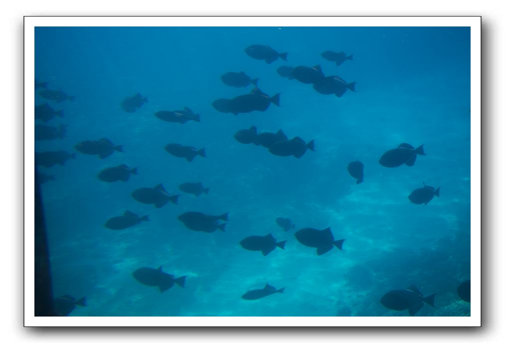 Maui-Reefdancer-223