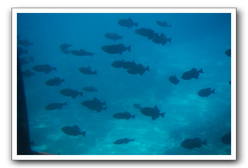 Maui-Reefdancer-224