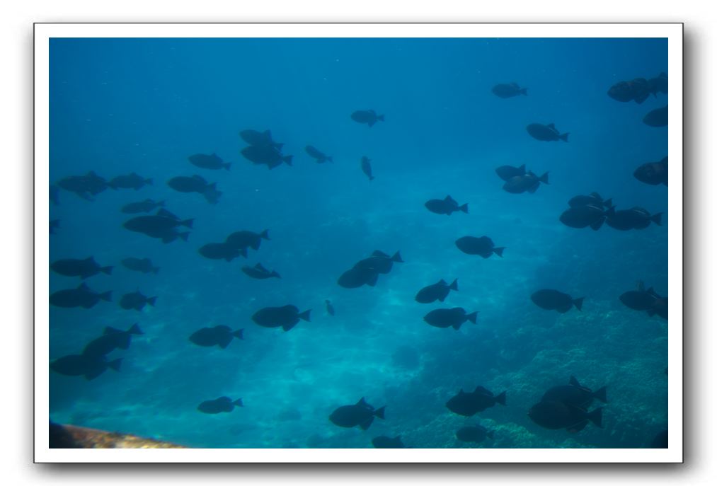 Maui-Reefdancer-226