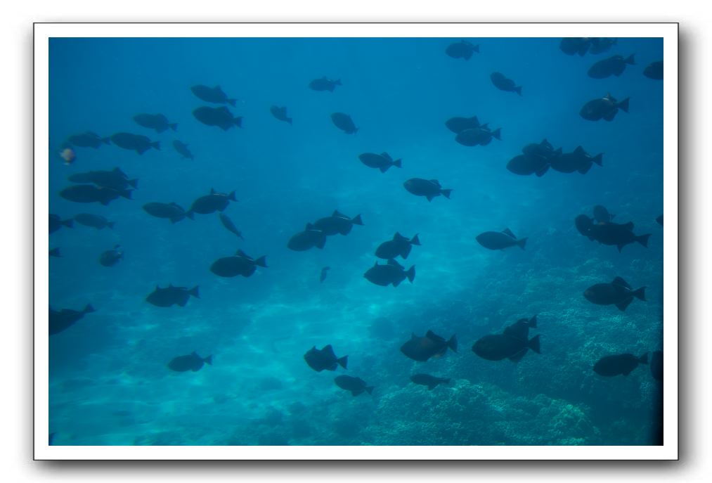 Maui-Reefdancer-228