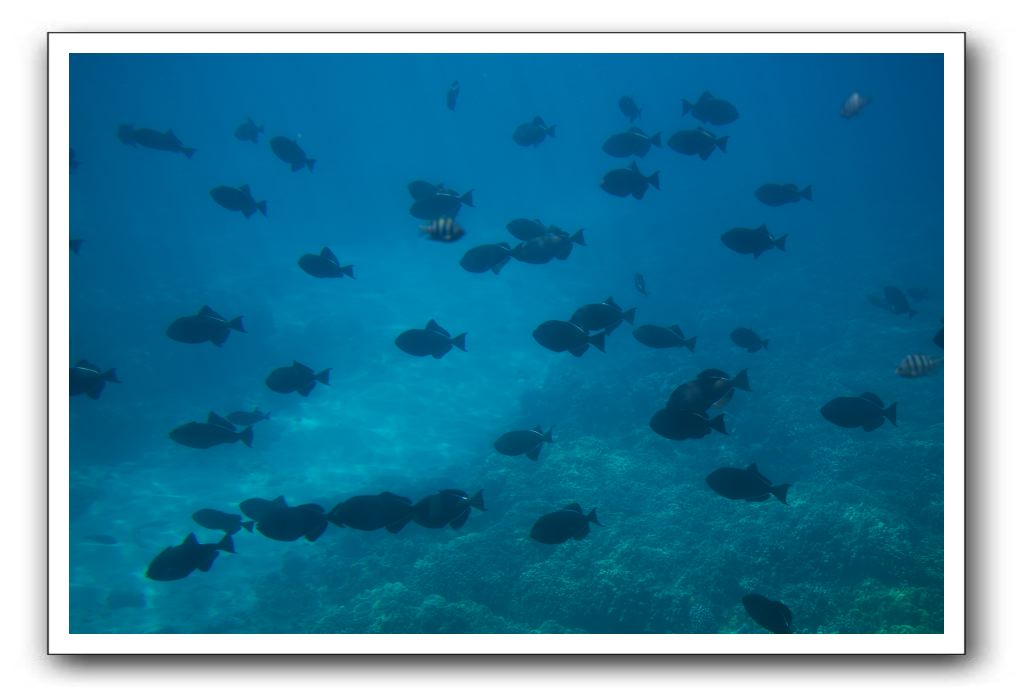 Maui-Reefdancer-229