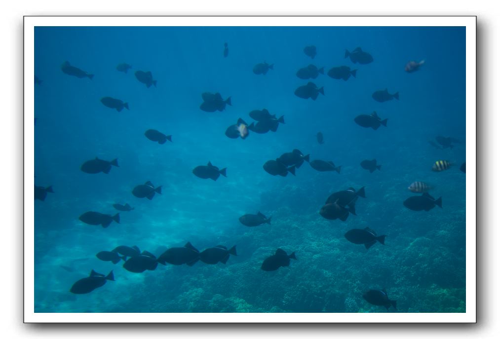 Maui-Reefdancer-230