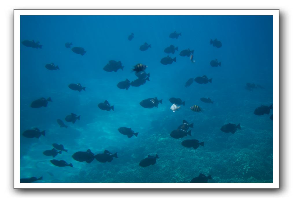 Maui-Reefdancer-231