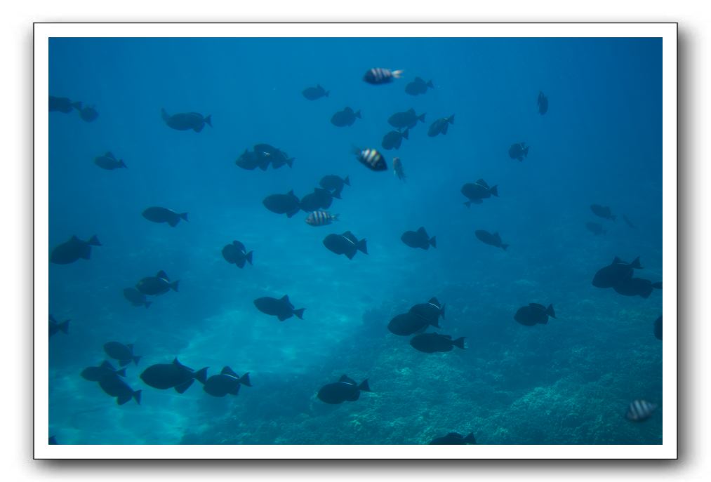 Maui-Reefdancer-232