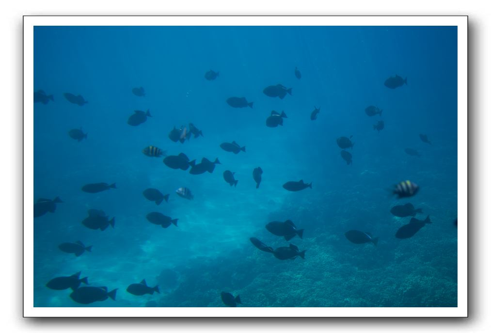 Maui-Reefdancer-233