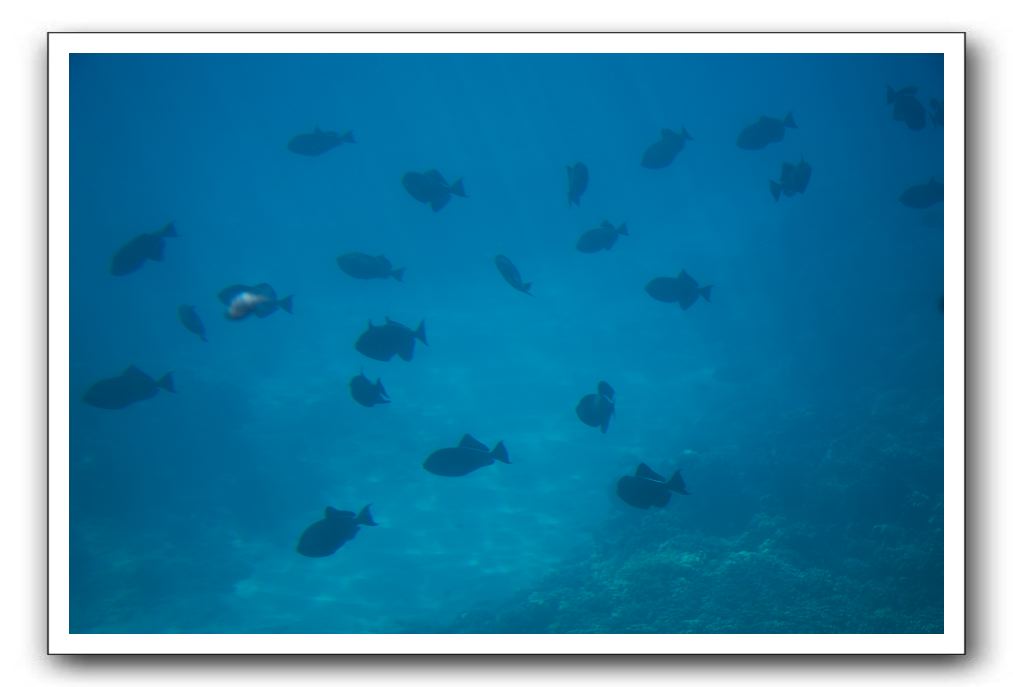 Maui-Reefdancer-234