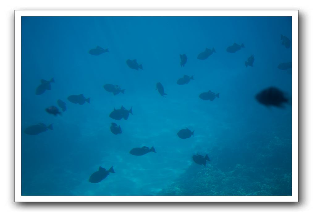 Maui-Reefdancer-235