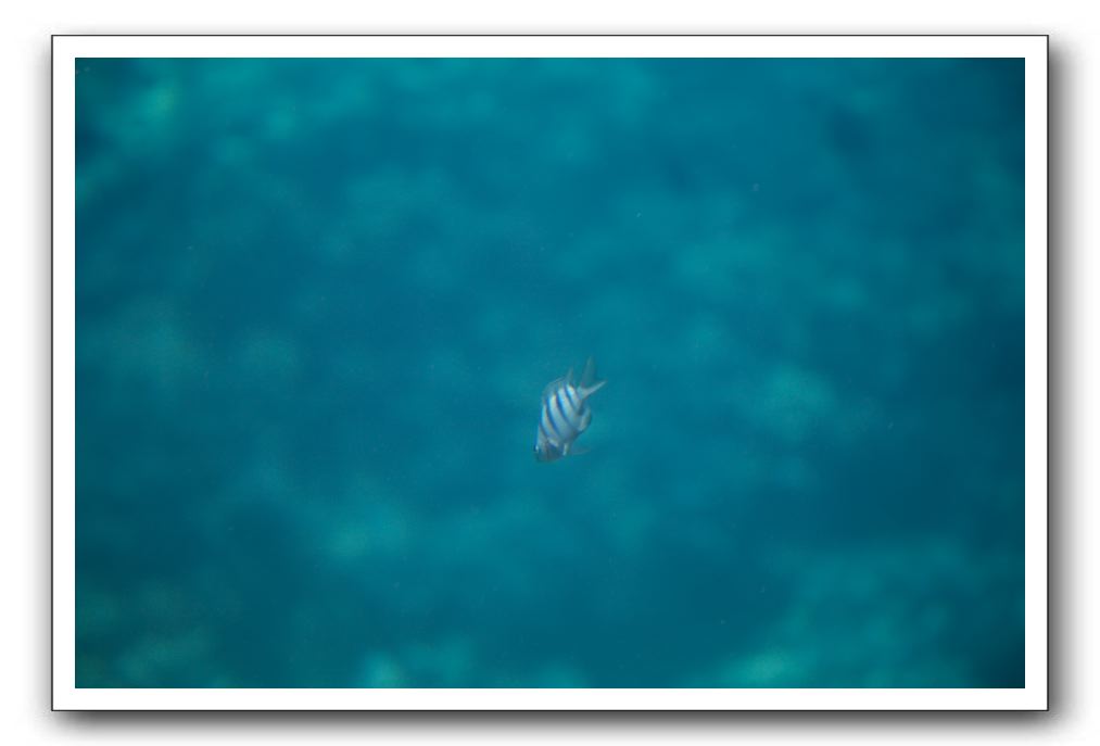 Maui-Reefdancer-236