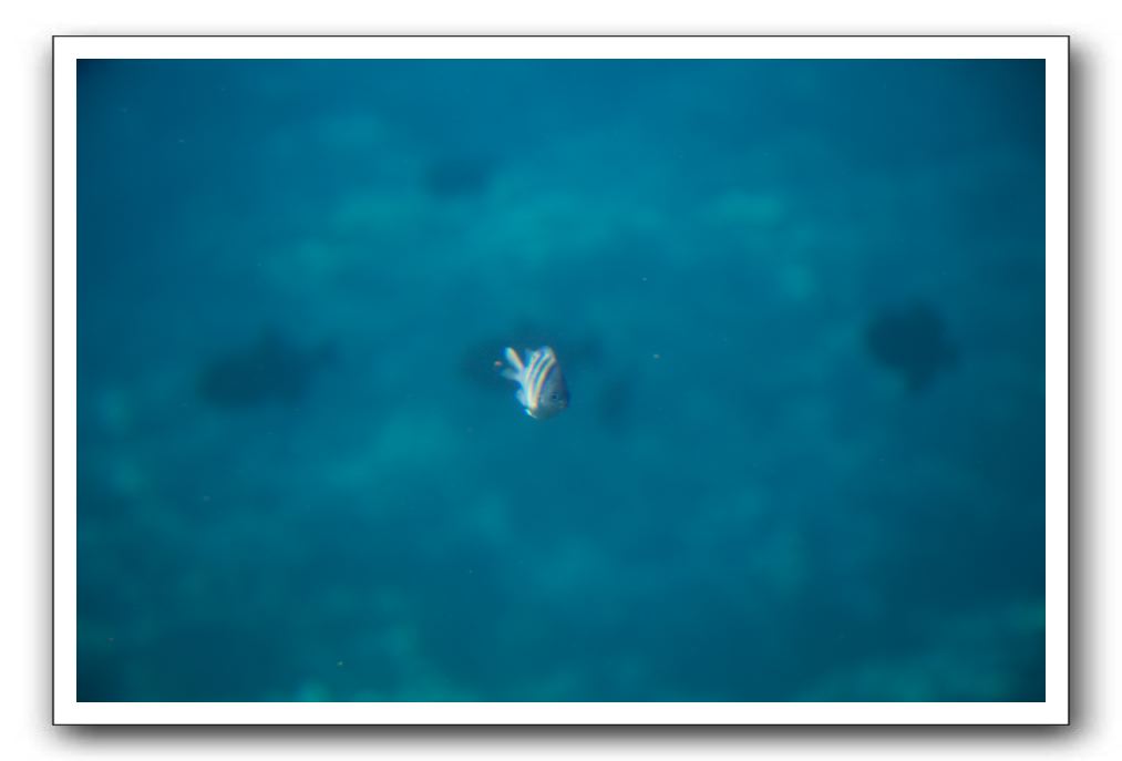 Maui-Reefdancer-237