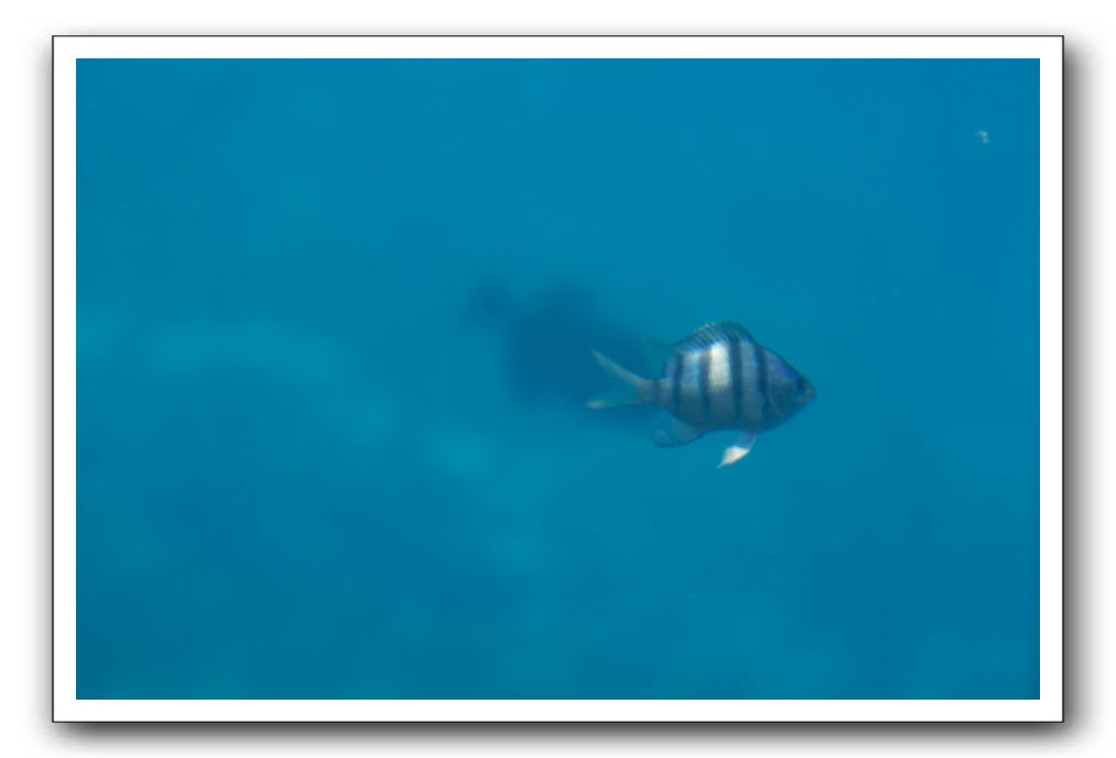 Maui-Reefdancer-238