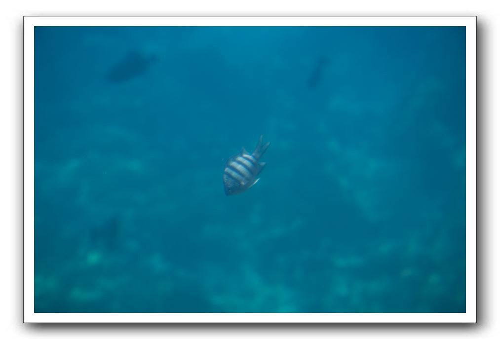 Maui-Reefdancer-239