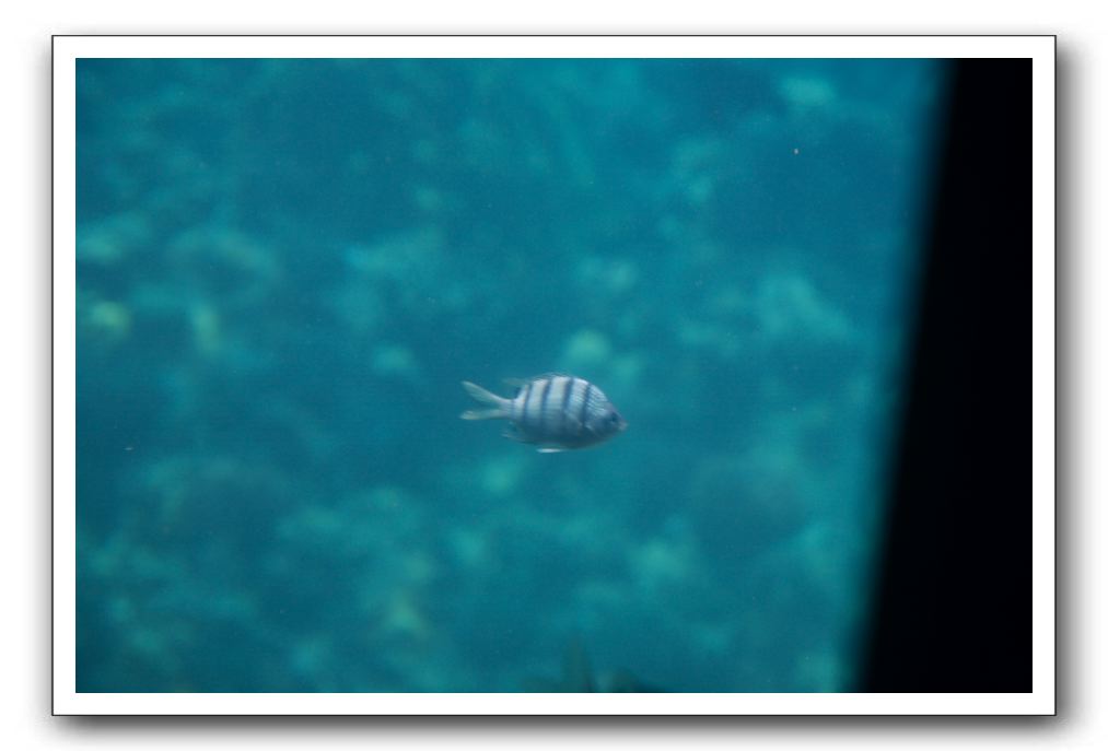Maui-Reefdancer-240
