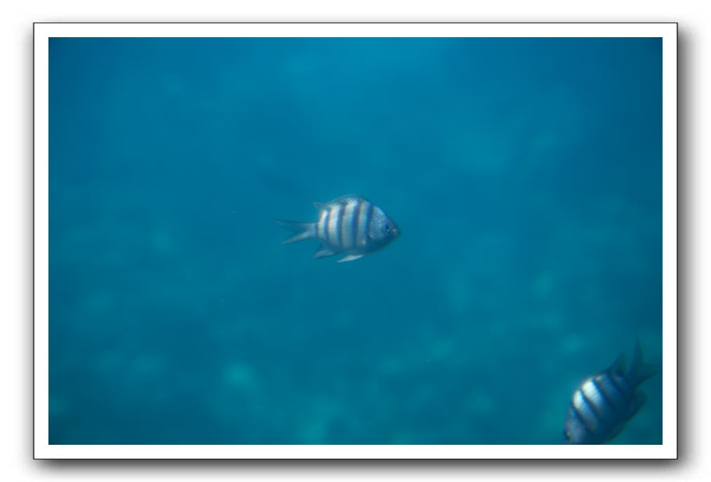 Maui-Reefdancer-241