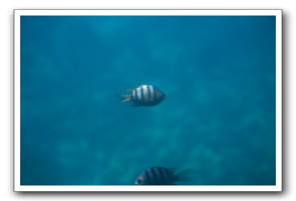 Maui-Reefdancer-242