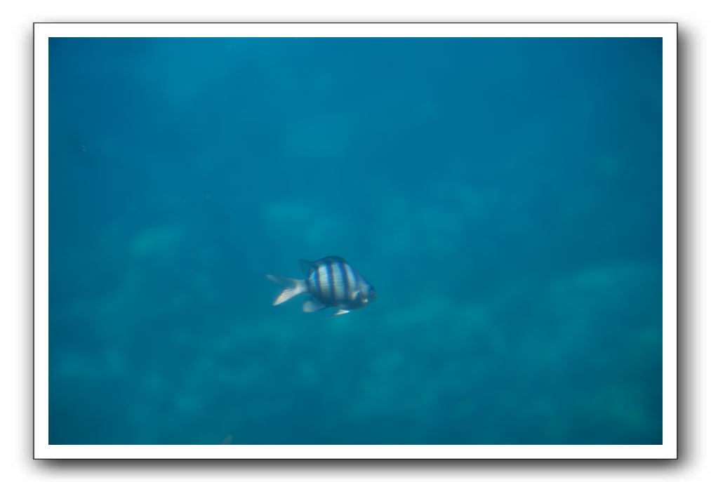 Maui-Reefdancer-243