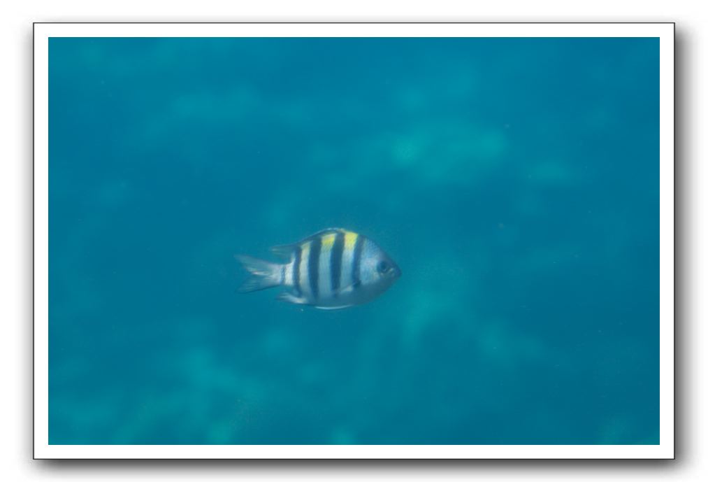 Maui-Reefdancer-245