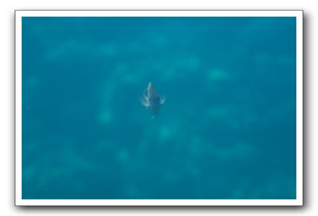Maui-Reefdancer-246