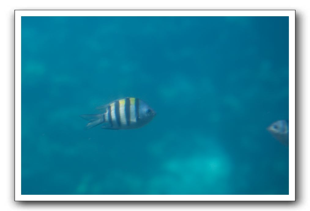 Maui-Reefdancer-247