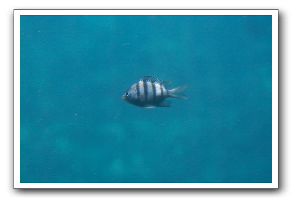 Maui-Reefdancer-248
