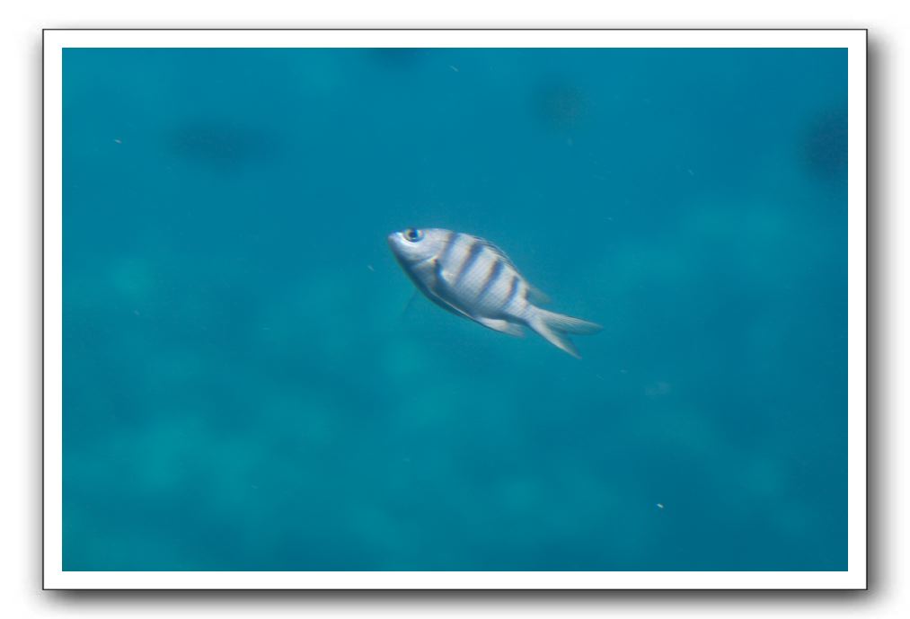 Maui-Reefdancer-249
