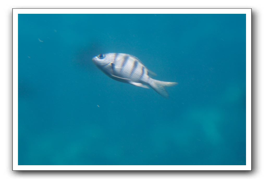 Maui-Reefdancer-250