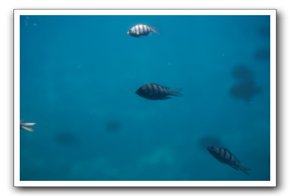 Maui-Reefdancer-251