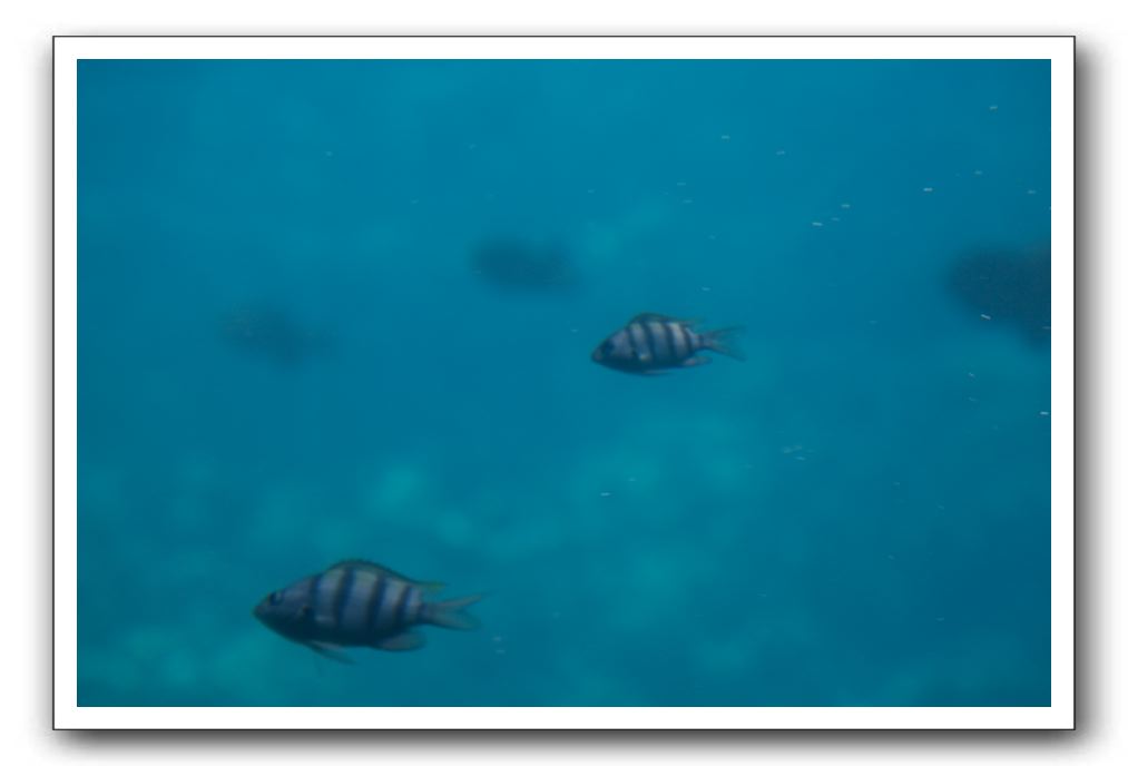Maui-Reefdancer-252