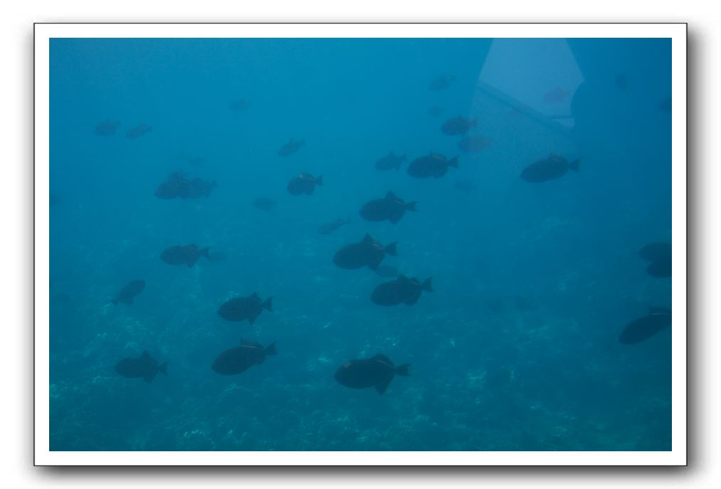 Maui-Reefdancer-253