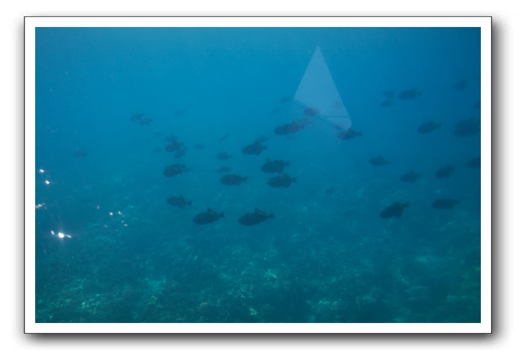 Maui-Reefdancer-255