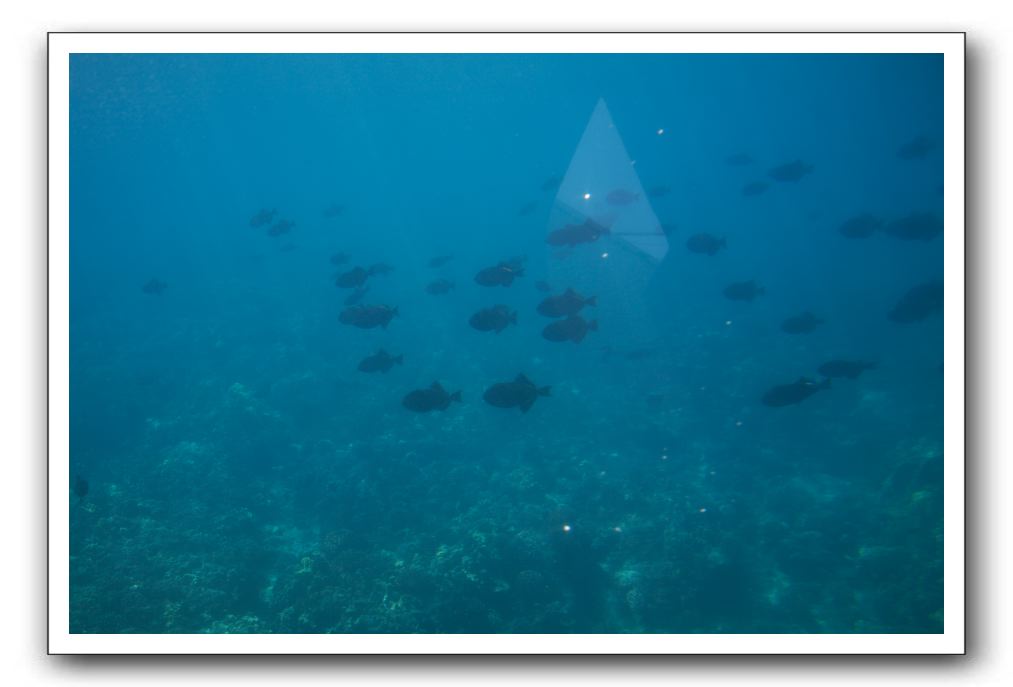 Maui-Reefdancer-258