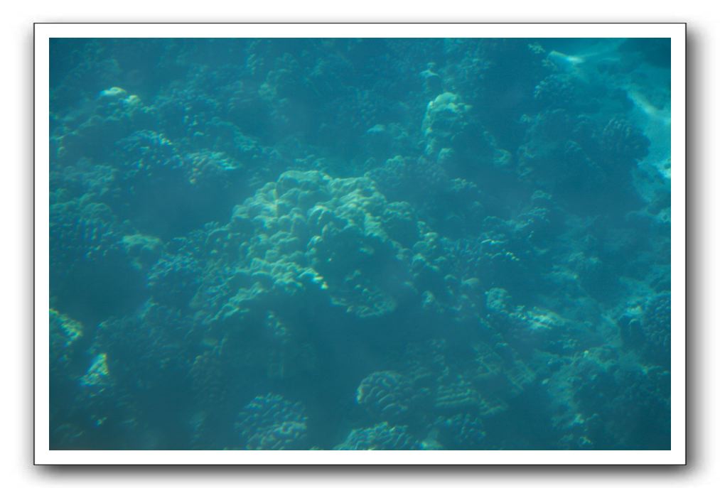 Maui-Reefdancer-259