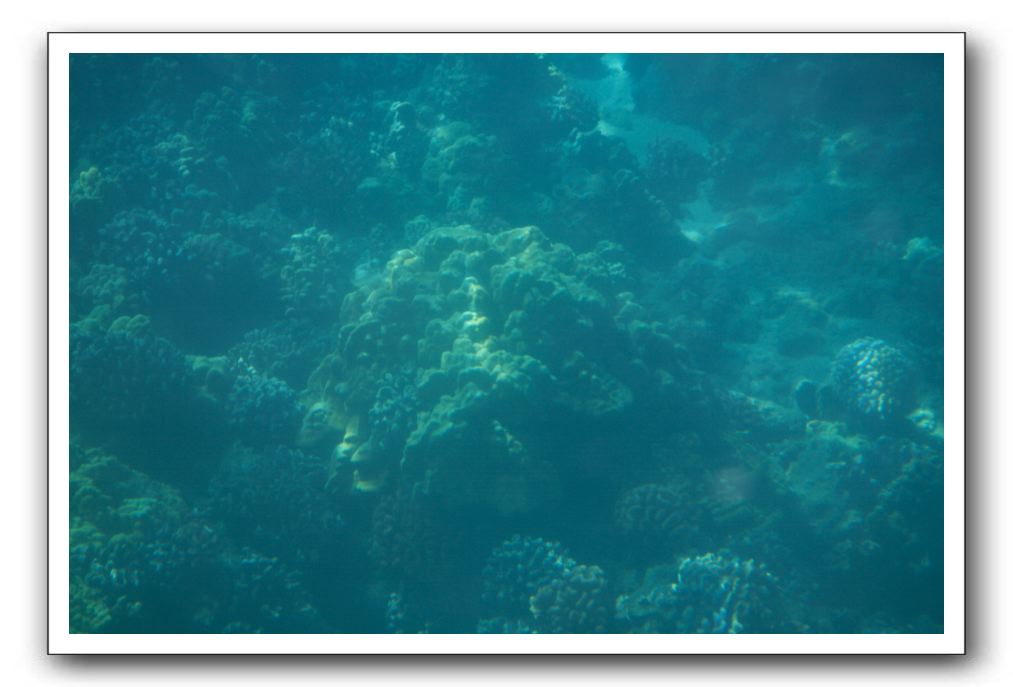 Maui-Reefdancer-260