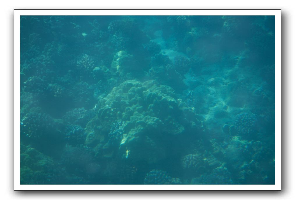 Maui-Reefdancer-261