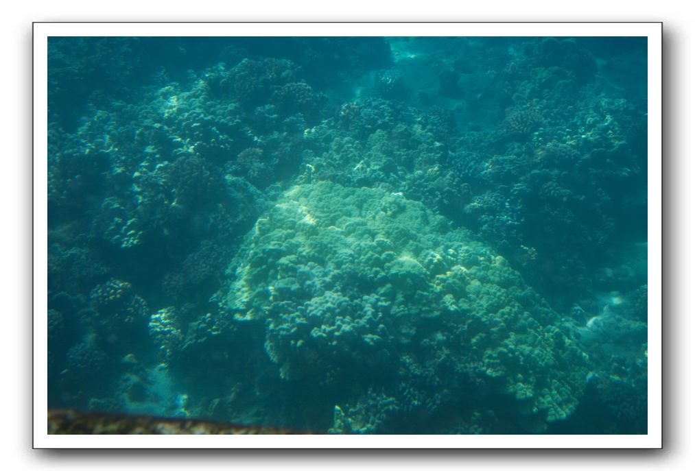 Maui-Reefdancer-263