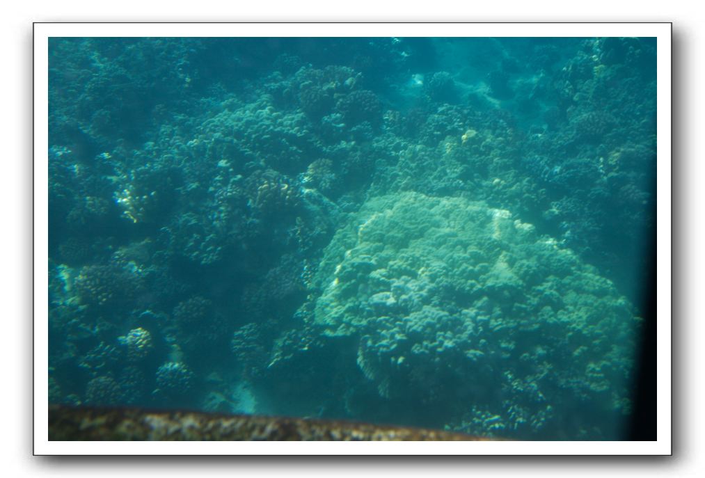 Maui-Reefdancer-264