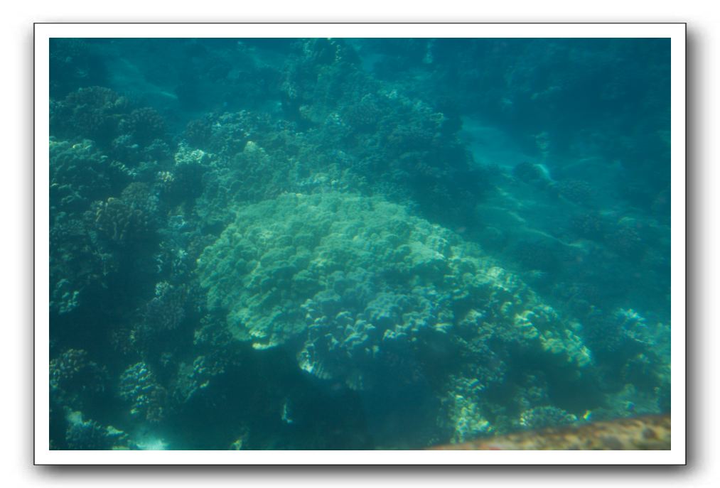 Maui-Reefdancer-265