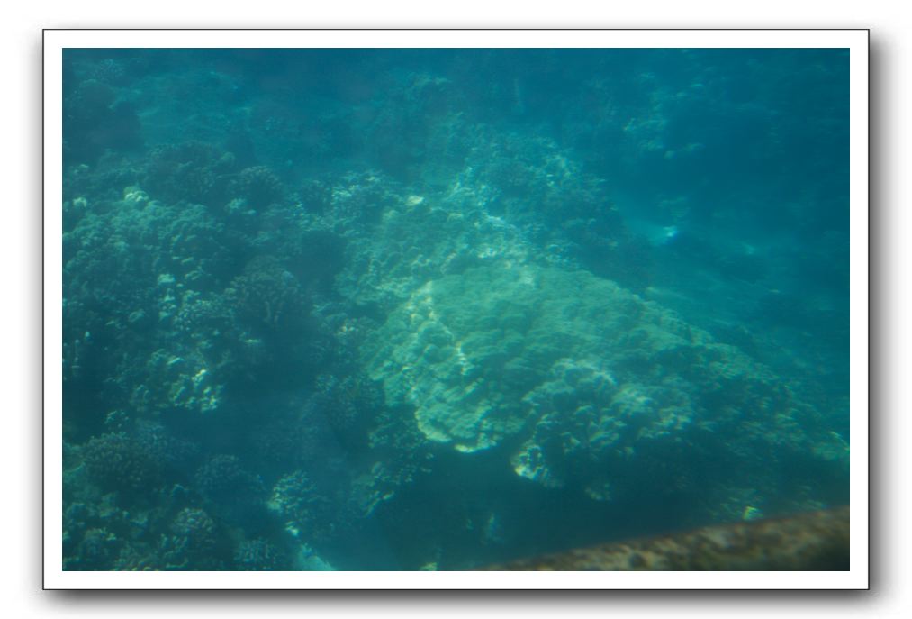 Maui-Reefdancer-266