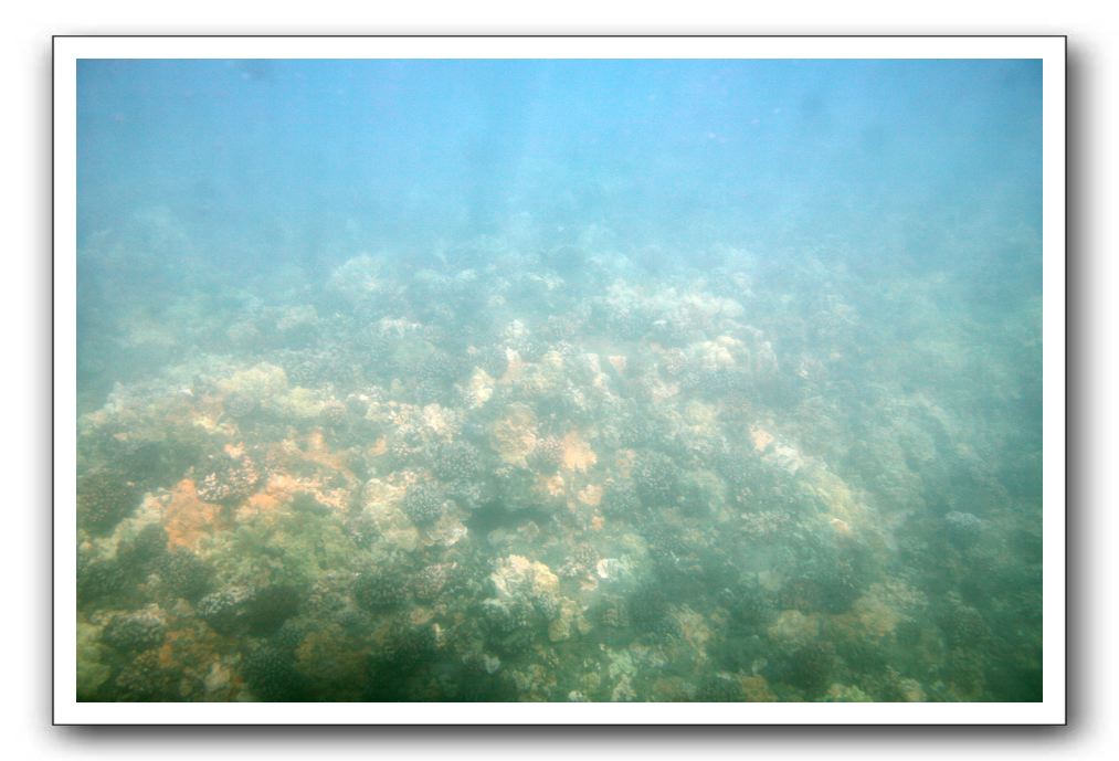 Maui-Reefdancer-035