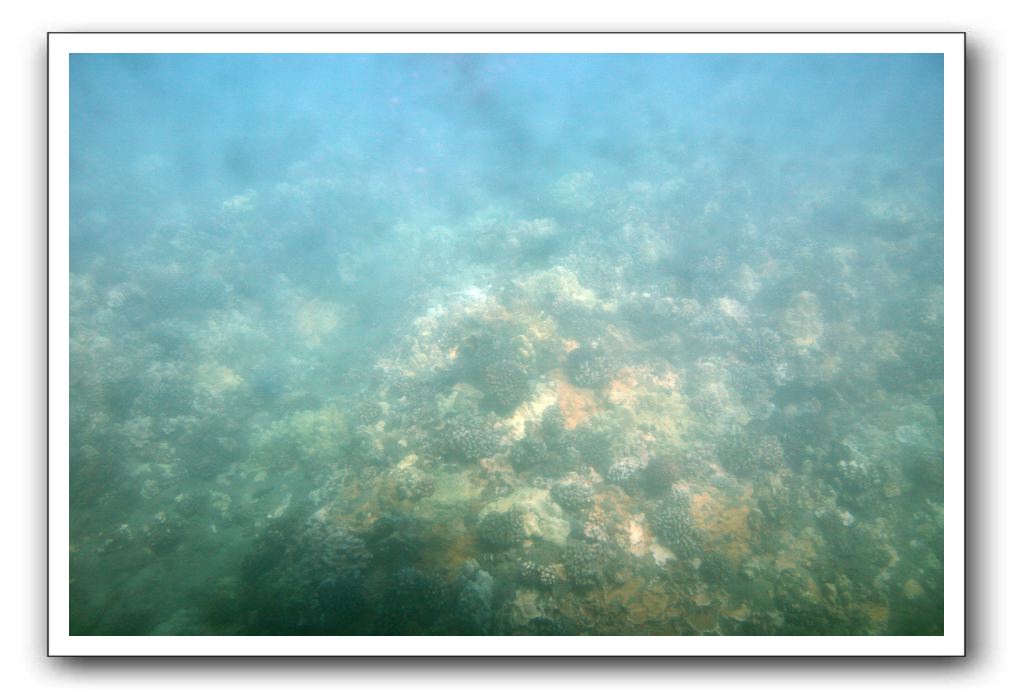 Maui-Reefdancer-037