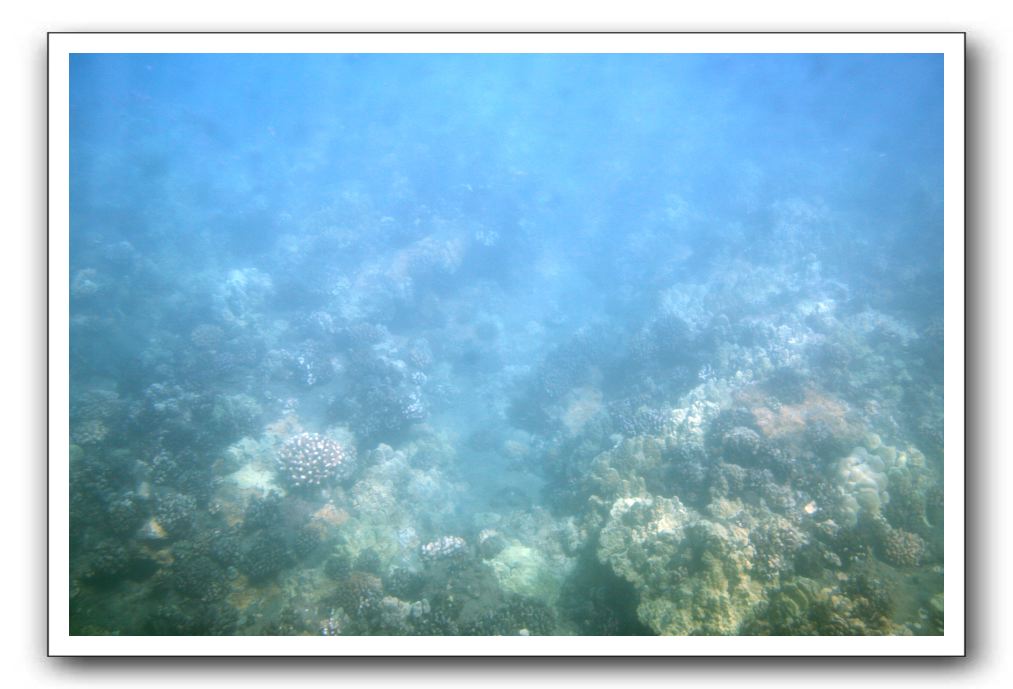 Maui-Reefdancer-039