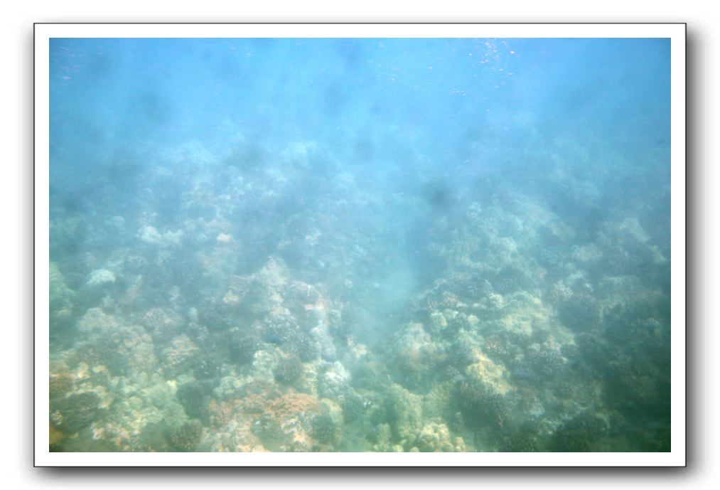 Maui-Reefdancer-040