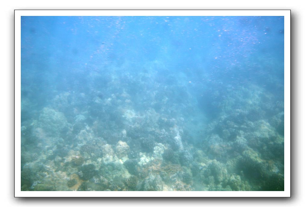 Maui-Reefdancer-041