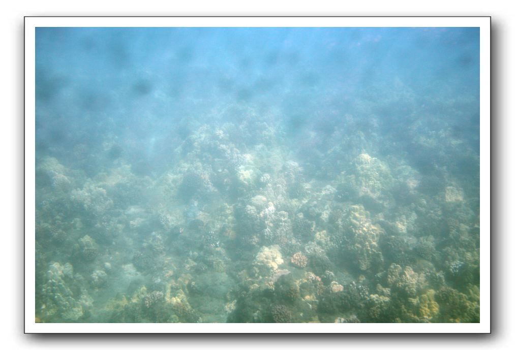 Maui-Reefdancer-042
