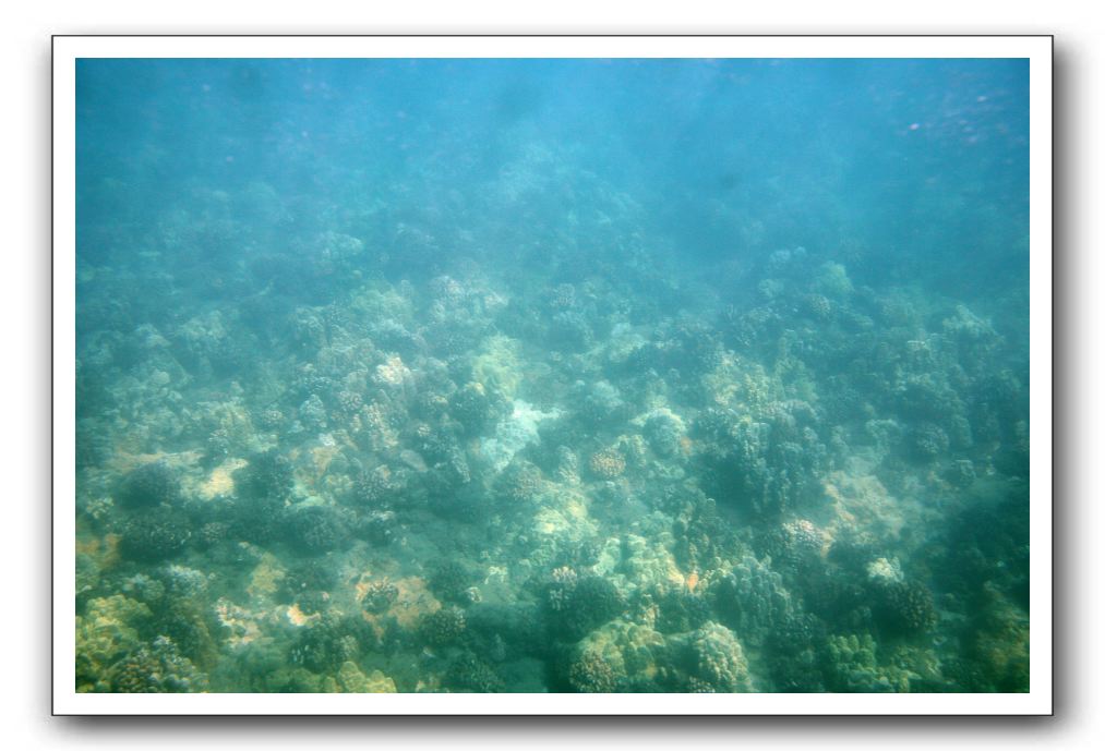 Maui-Reefdancer-043