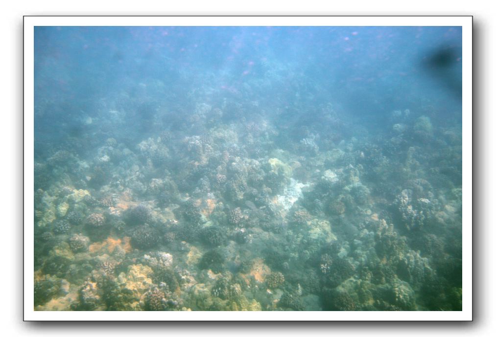 Maui-Reefdancer-044