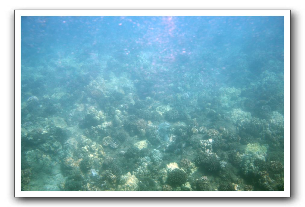 Maui-Reefdancer-045