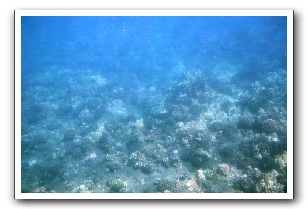 Maui-Reefdancer-046