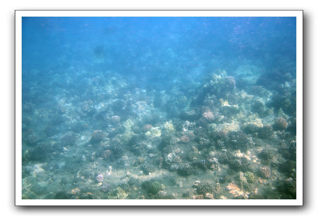 Maui-Reefdancer-047