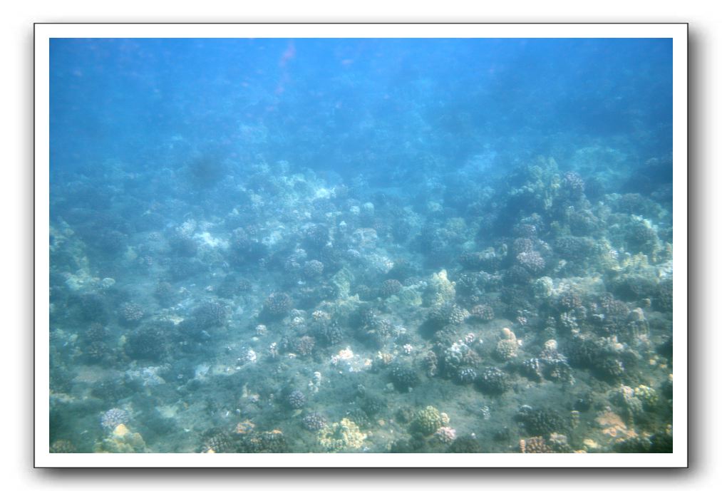 Maui-Reefdancer-048