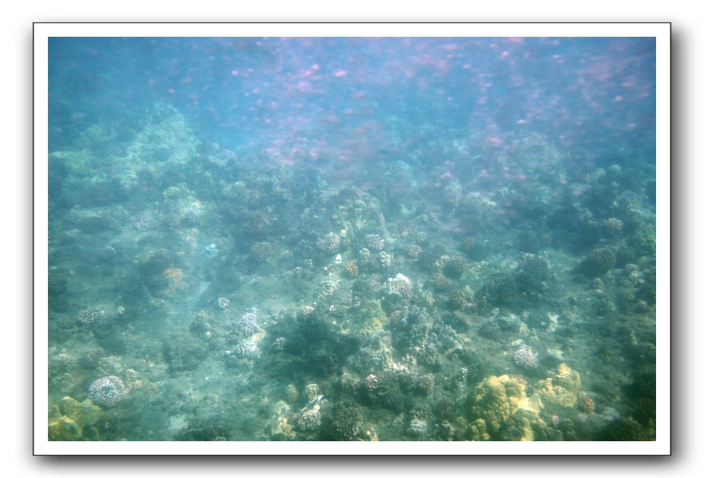 Maui-Reefdancer-049